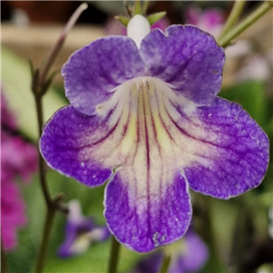 Streptocarpus 'Zoe'